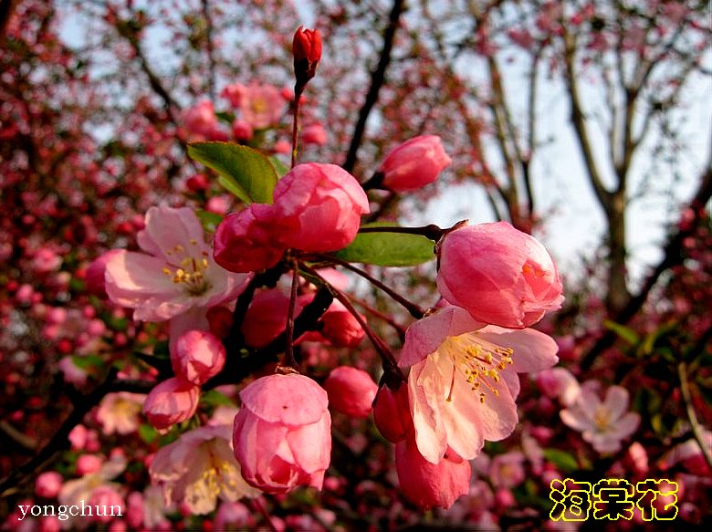 海棠花 摄影 永纯