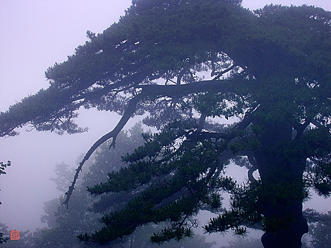 黄山_1 摄影 燕西非