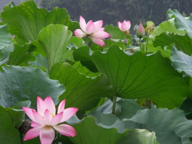 生如夏荷 摄影 青禾
