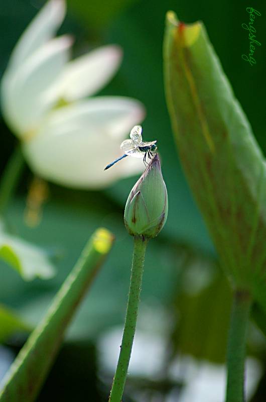 flower-171 摄影 fengsheng