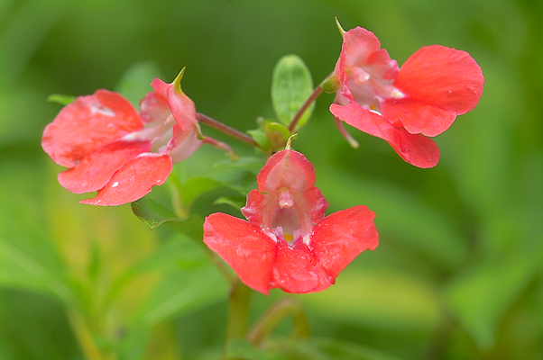 花卉 摄影 huaying