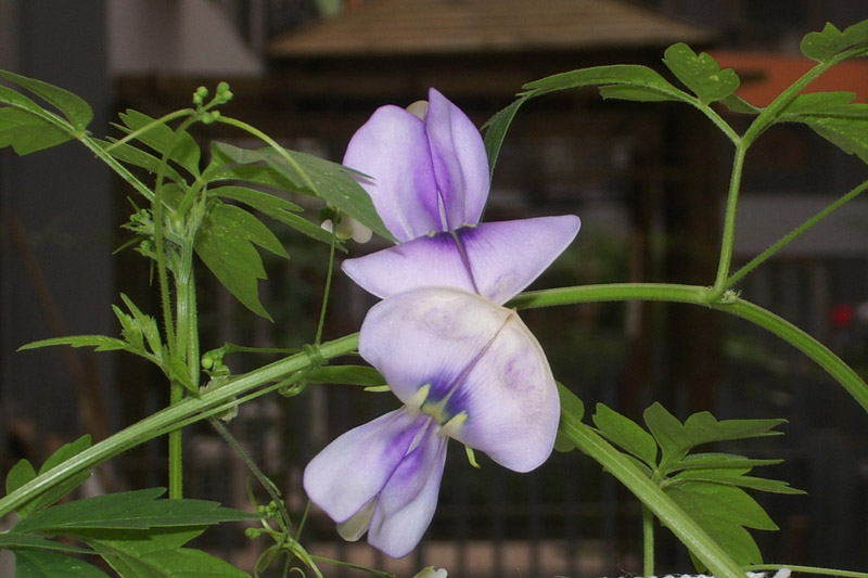 小花 摄影 秋水如歌