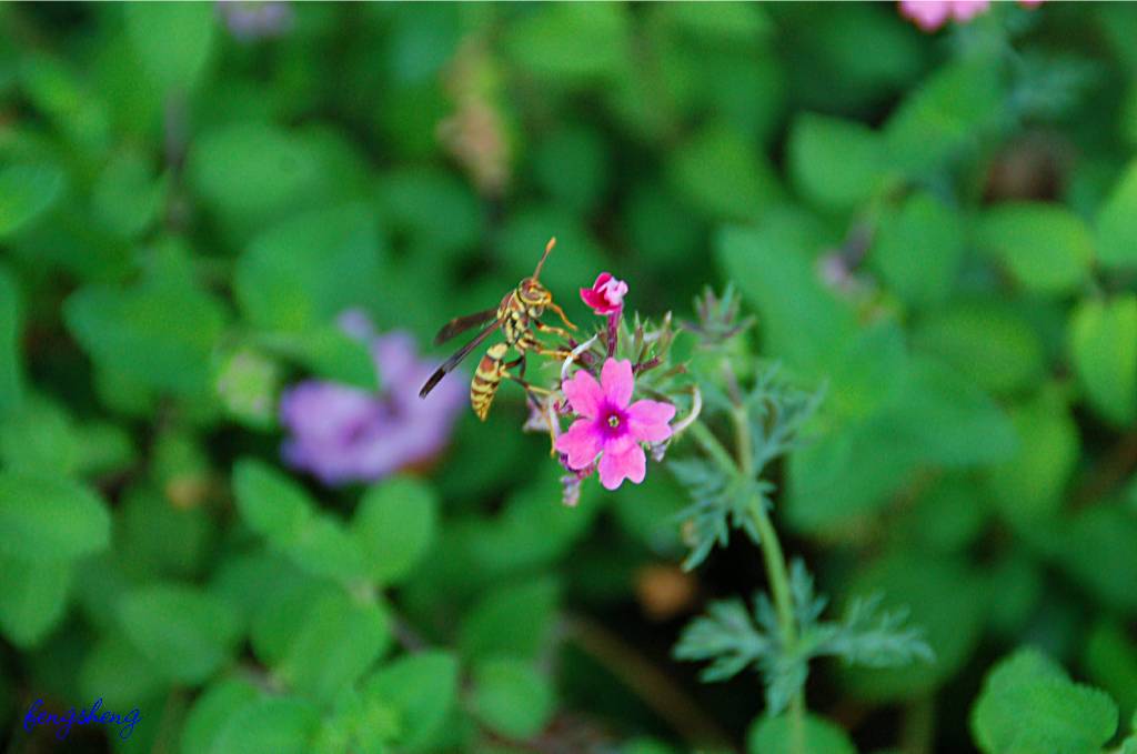 flower-169 摄影 fengsheng