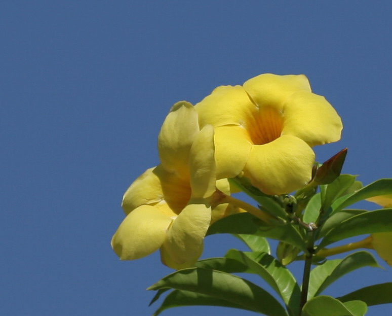 向阳花 摄影 眯细眼