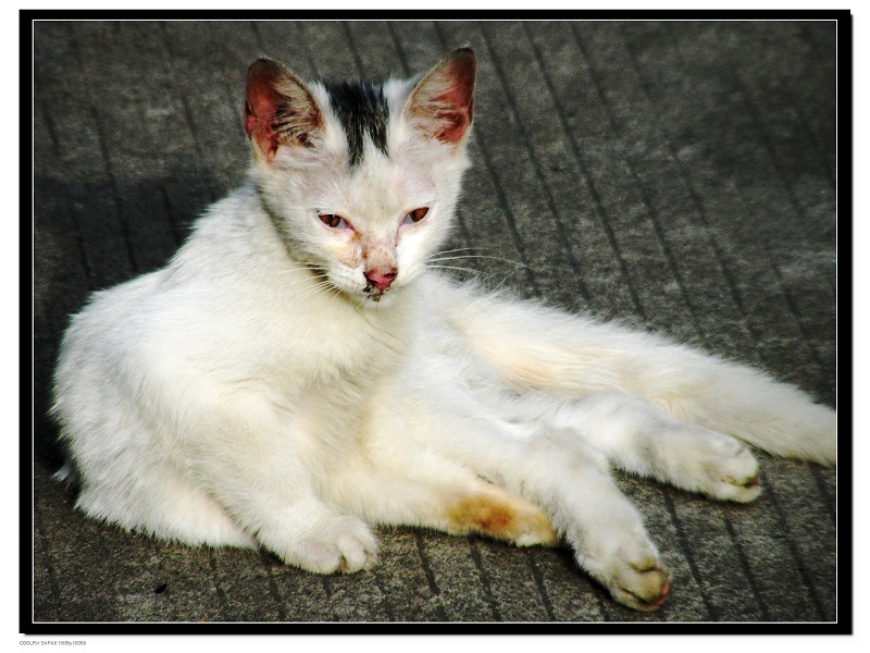 小猫 摄影 珍惜拥有