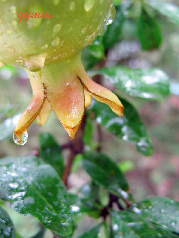 雨后的榴儿 摄影 阳光明媚