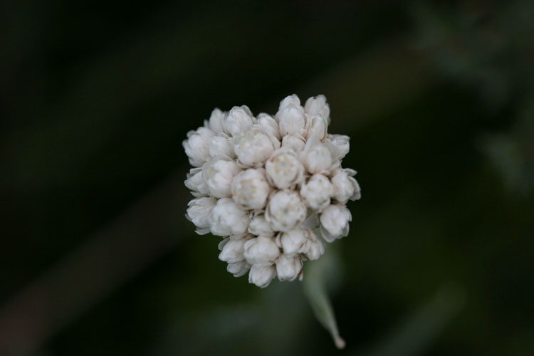 花1 摄影 洪水何