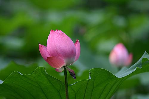 花 摄影 小松.高洁