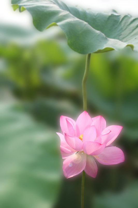 荷花 摄影 丰子木