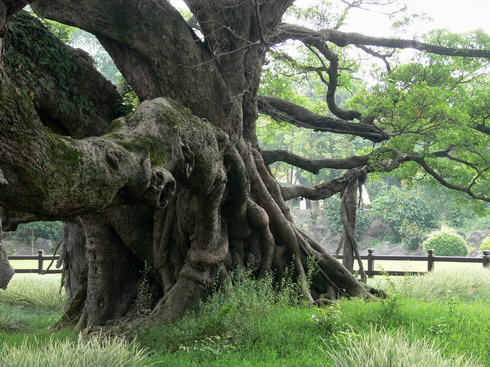 老者 摄影 静野