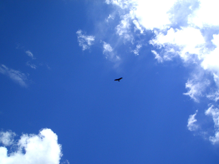 长空 摄影 悠扬飞紫