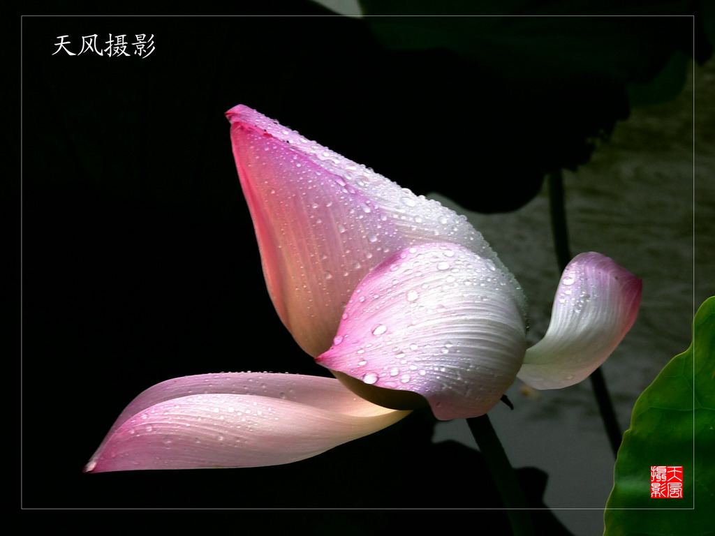 雨后娇艳 摄影 天风