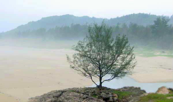 沙滩独树 摄影 活力