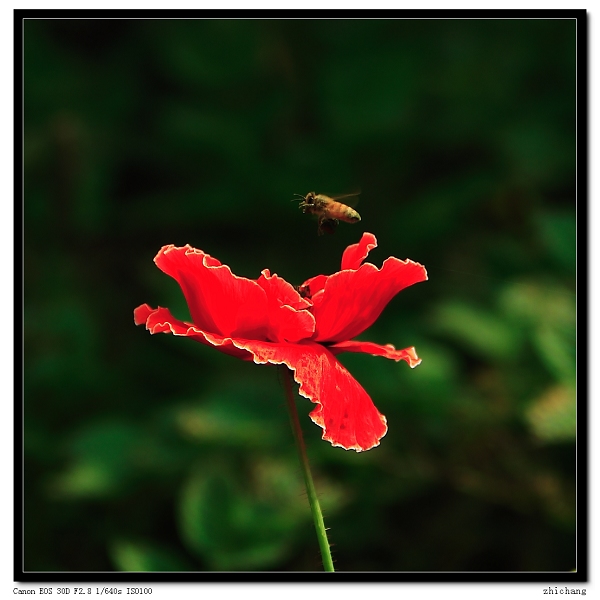 魔鬼花 摄影 zhichang