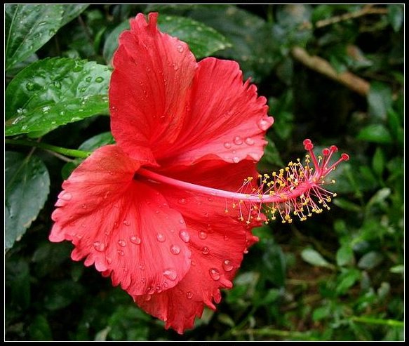 雨后红花 摄影 laochen