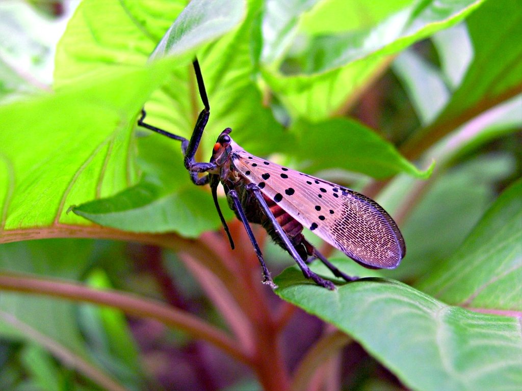 昆虫 摄影 NH5