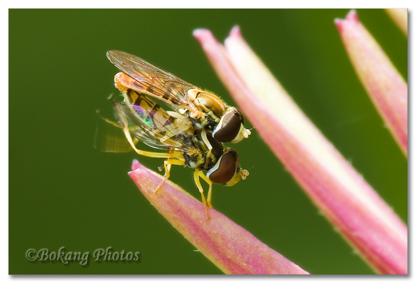 蚜蝇(Hoverflies) 摄影 Bokang