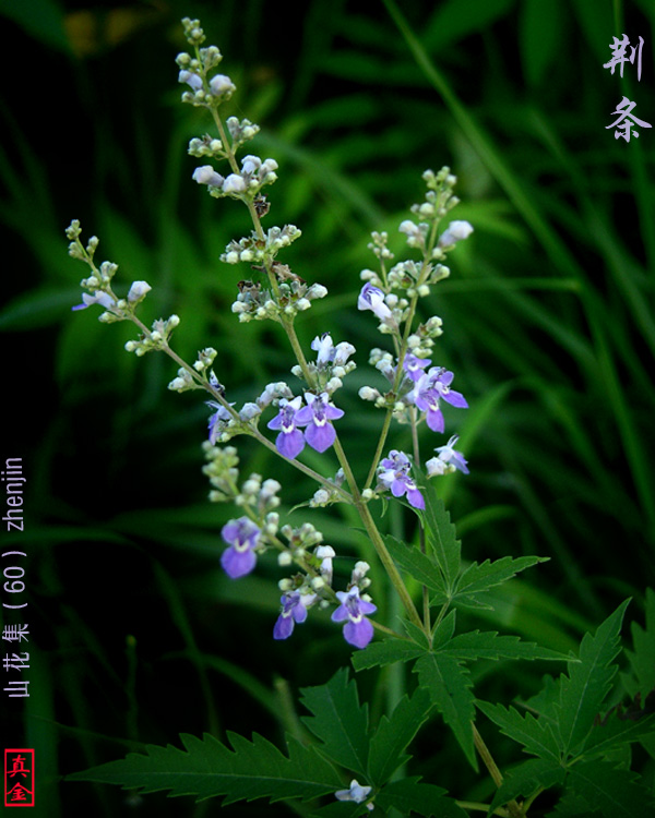 荆条 摄影 真金