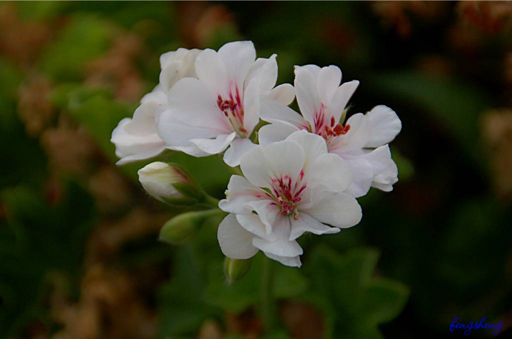 flower-180 摄影 fengsheng