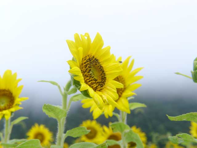 向日葵 摄影 草莓芭芭乐