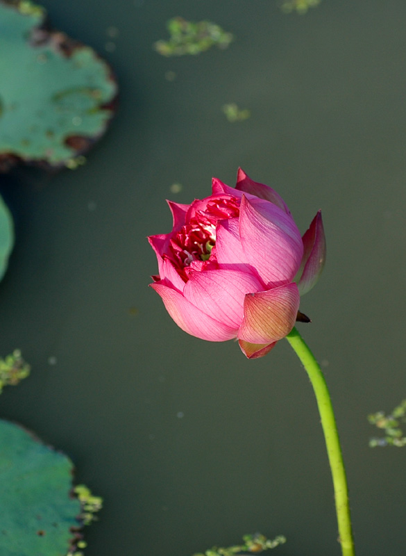 荷花 摄影 chengcn001