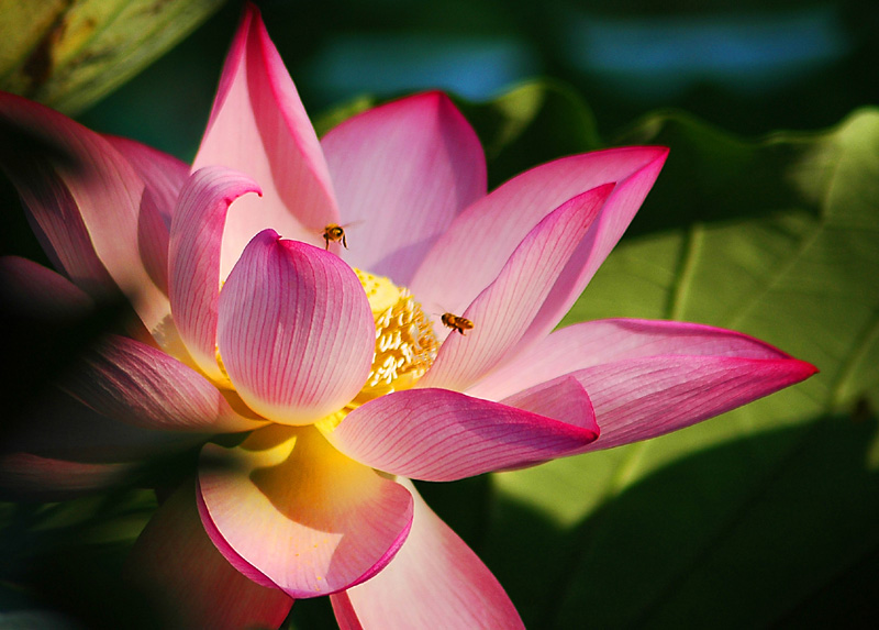 花香蜜来 摄影 家杰