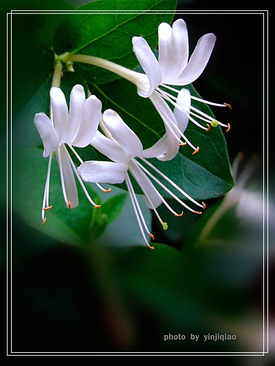 金银花 摄影 yinjiqiao