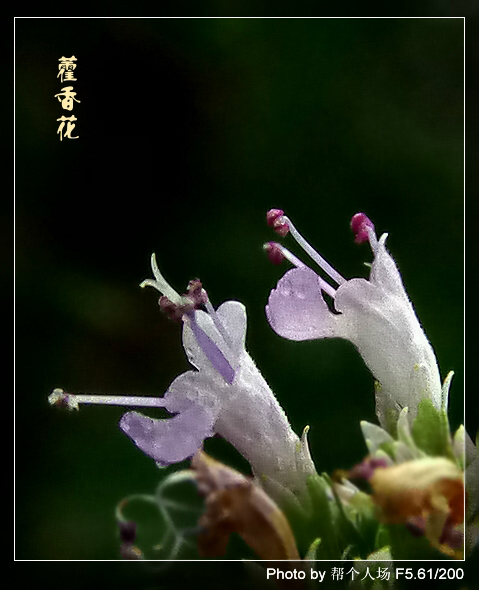 藿香花 摄影 帮个人场