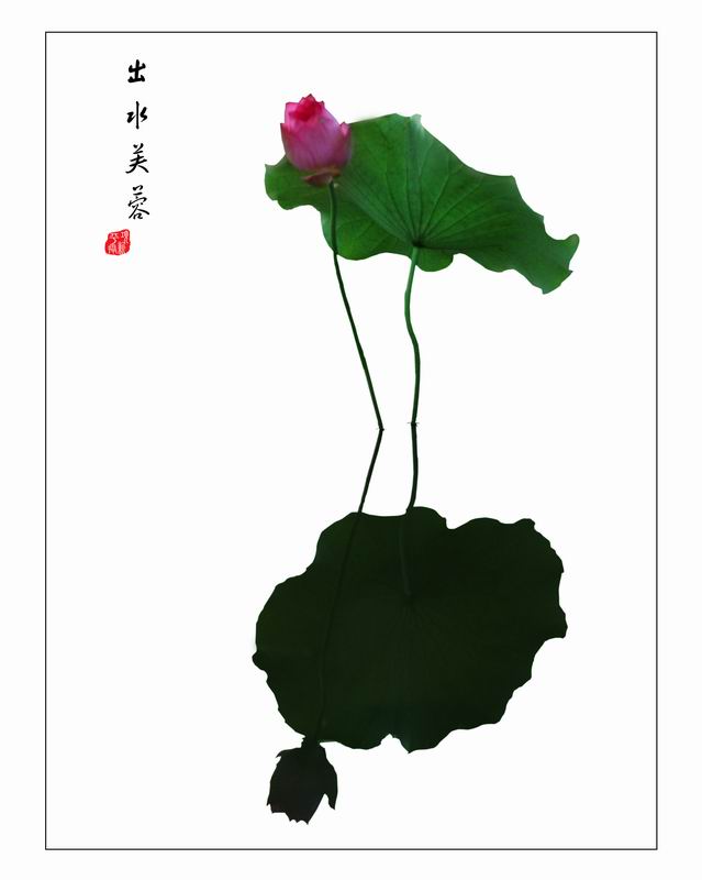 出水芙蓉 摄影 ykxxp