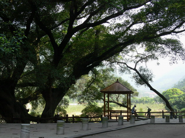 荫 摄影 静野