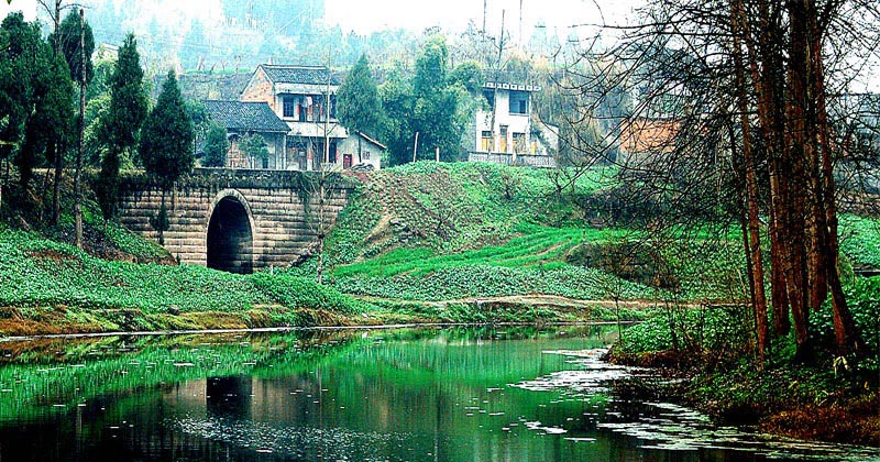 乡间小景 摄影 桦树林