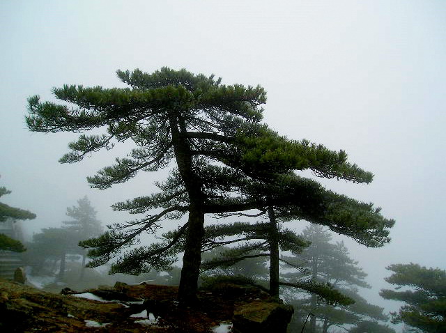 黄山-7--黄山松 摄影 小琳琳