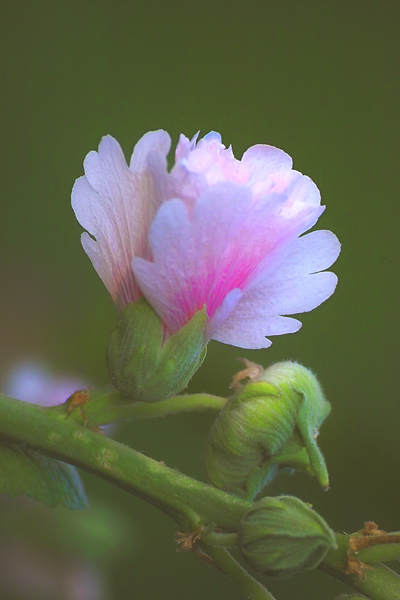 花卉 摄影 huaying