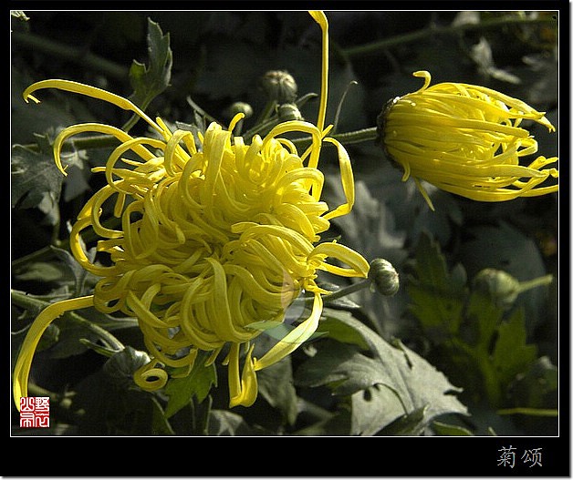 菊花赋 摄影 山野布衣