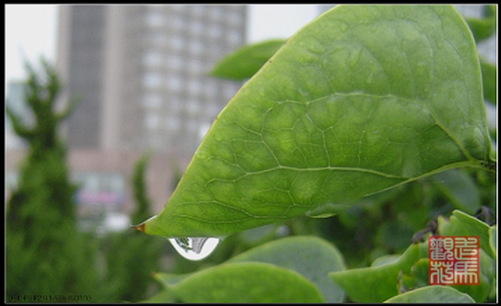 滴水映象 摄影 走马观花