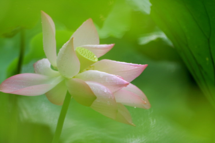 荷花1 摄影 陆雨