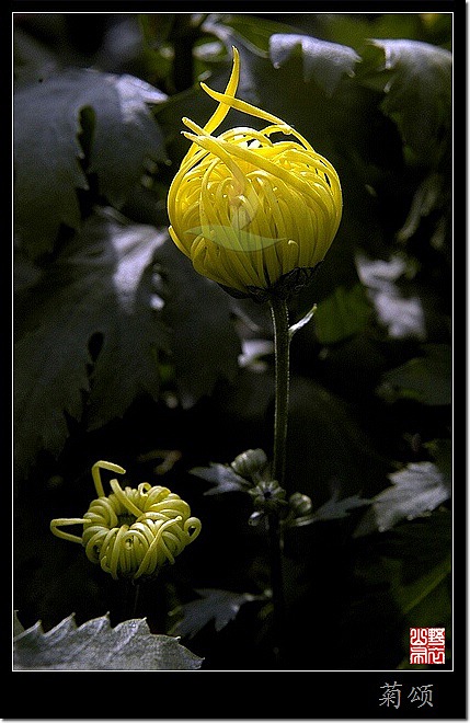 菊花赋 摄影 山野布衣