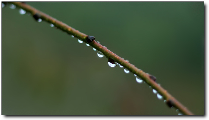 雨珠 摄影 龙宝贝