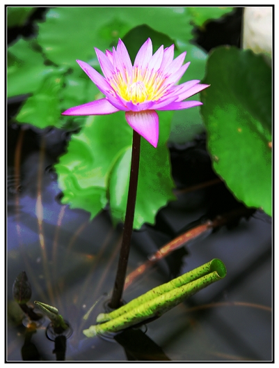 芳菲 摄影 天上飞