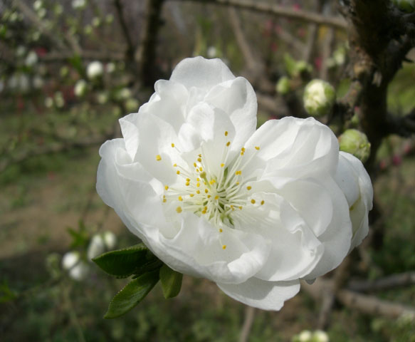 凤仙花 摄影 陋石