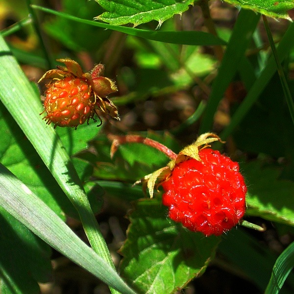 野草莓 摄影 引擎