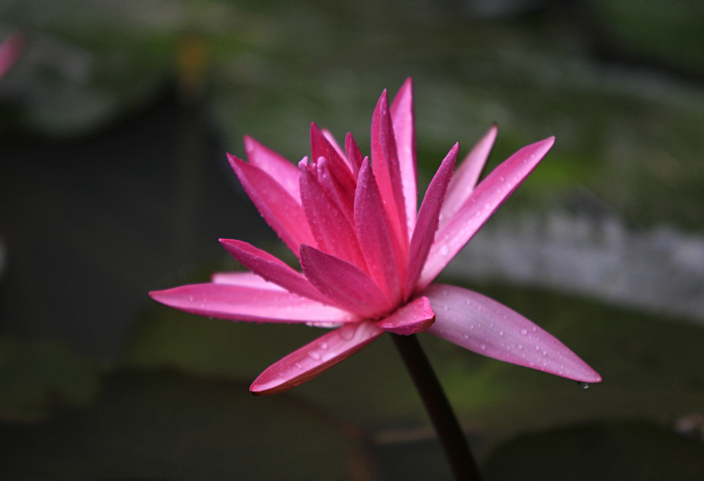 一枝独秀 摄影 南海神君