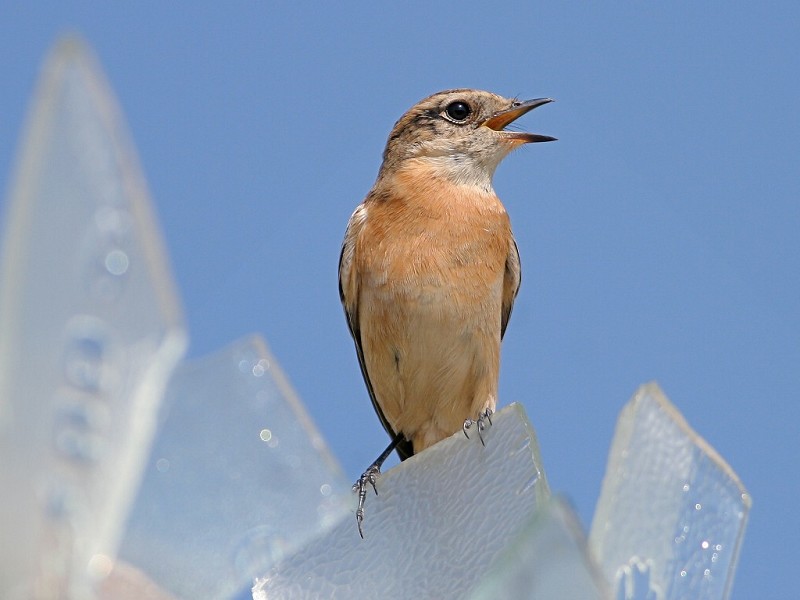 黑喉石鵖 Common Stonechat 摄影 福建摄手