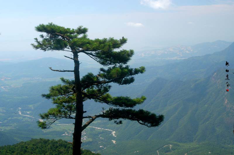 庐山松 摄影 太白遗风