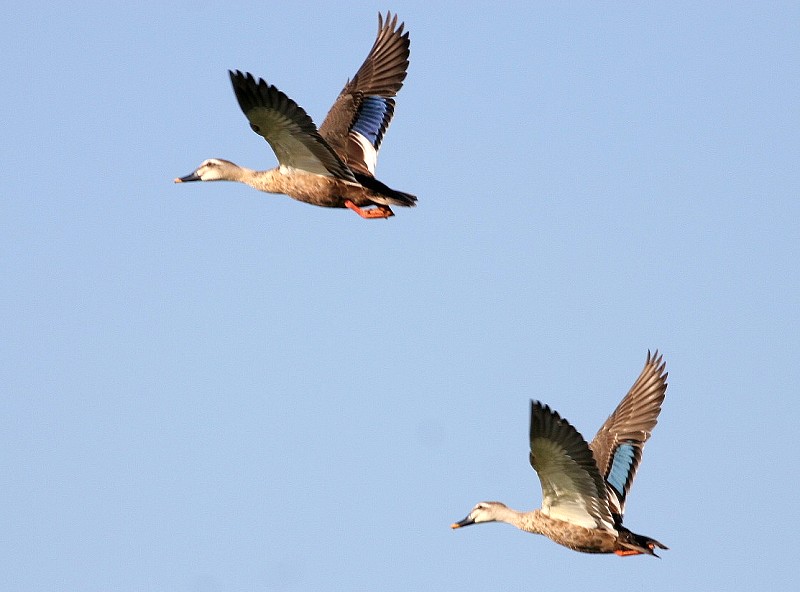 斑嘴鸭 Spot-billed Duck 摄影 福建摄手