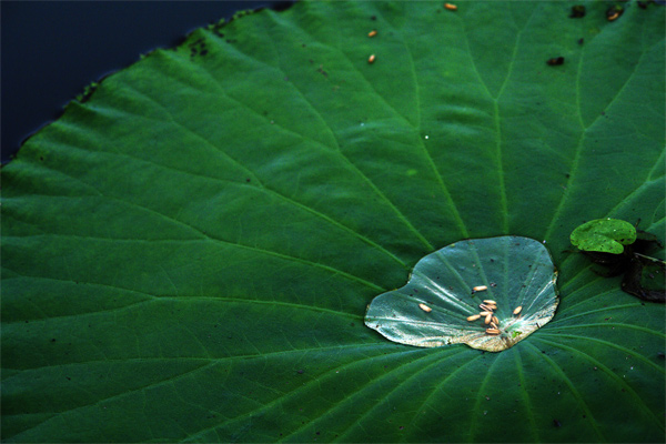 水珠 摄影 和平信使