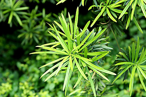 微距植物 摄影 寂寞海泡石