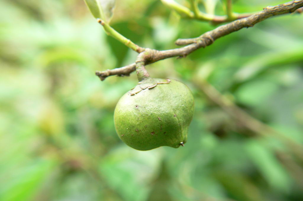 茶果 摄影 心G愿