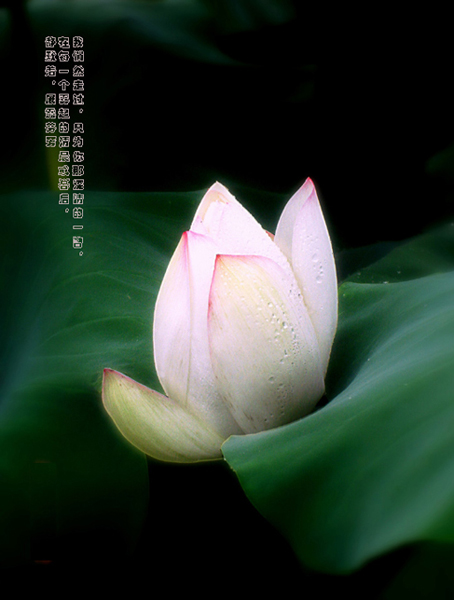 荷花习作之五 摄影 夏风秋雨