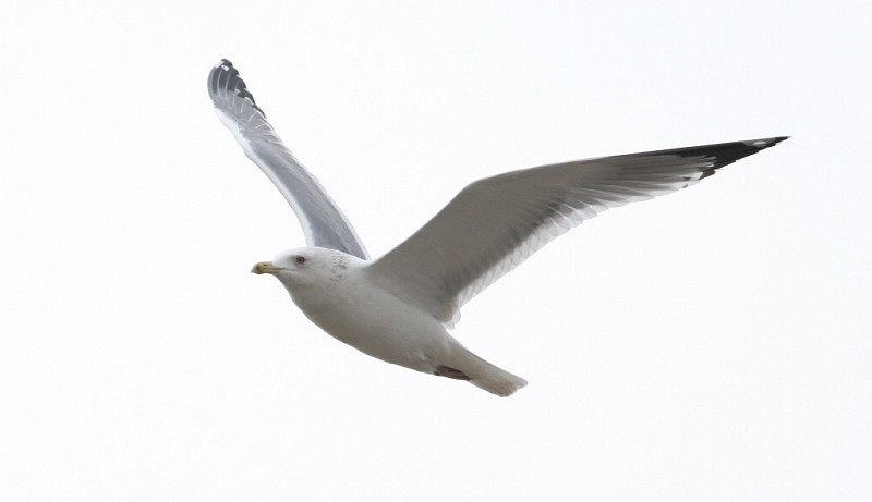 黄脚银鸥 Yellow-legged Gull 摄影 福建摄手